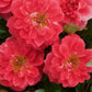 Kletterrose - Rosa Salmon Queen - Blüte Hellrosa - Geringer Pflegeaufwand - 2 Pflanzen - Topf 11cm Höhe 40cm