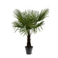 Trachycarpus Fortuneii - 160-180cm - Ø30