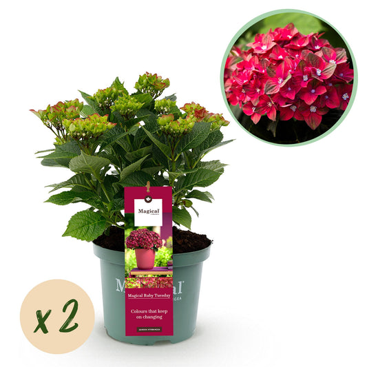 Hortensie - Hydrangea Magical Teusday & Saphire - Rot - 6-10 Blumen - 2 Pflanzen - Topf 23cm Höhe 55cm