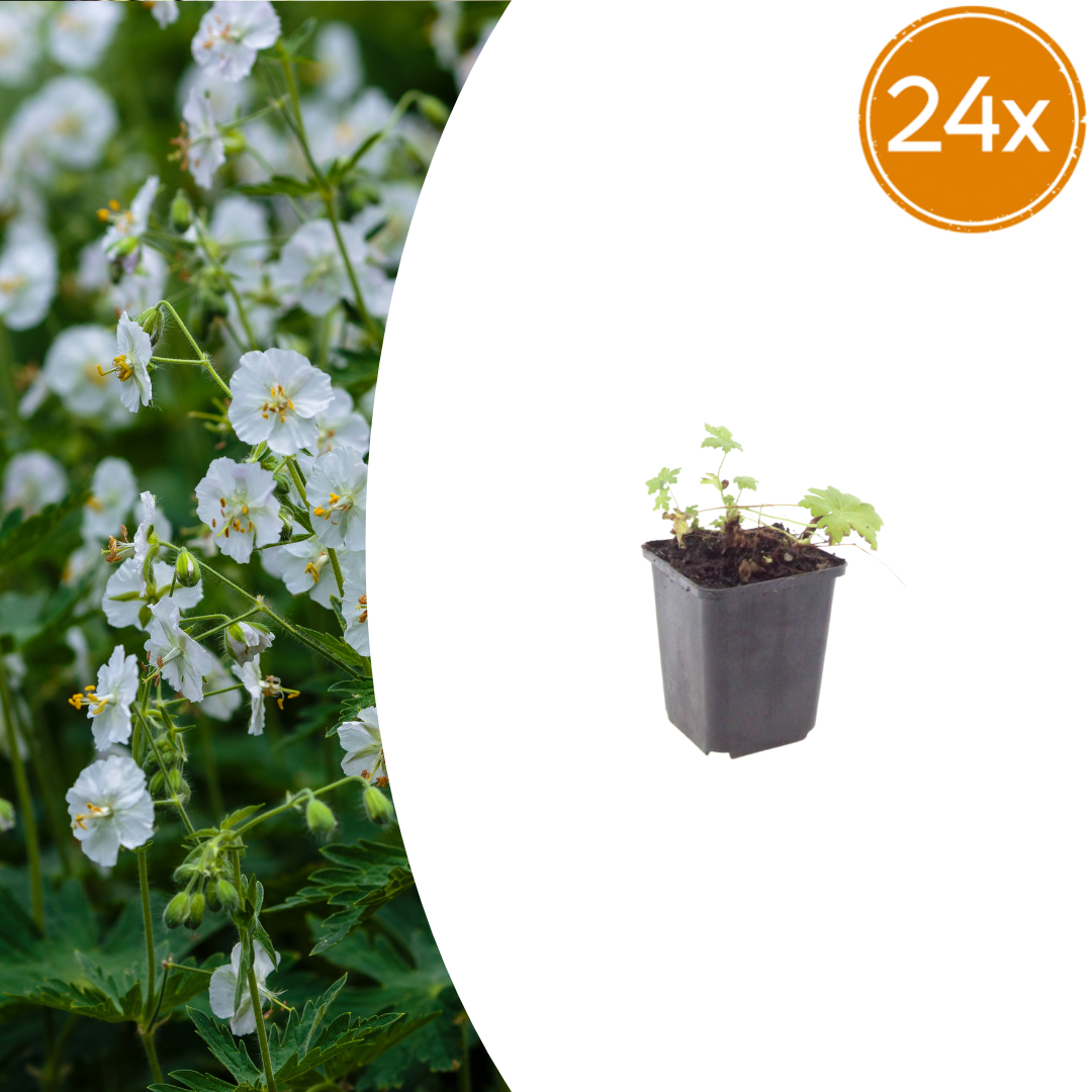 24x Geranium macr. 'White Ness' - ↕10-25cm - Ø9cm