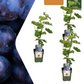 3 x Bio-Weinreben – Ø 13 cm – ↨ 20 cm
