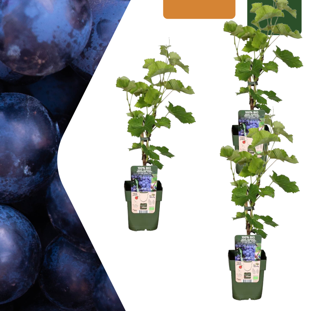 3 x Bio-Weinreben – Ø 13 cm – ↨ 20 cm