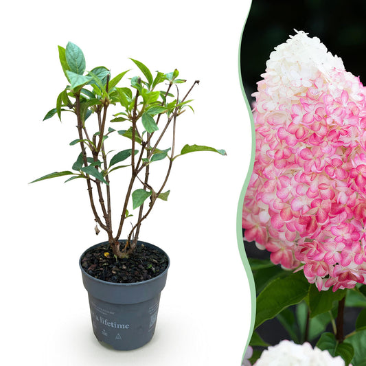 Hydrangea panniculata Living Pink & Rose - Rispenhortensie - Winterhart - Rosa - 1 Pflanze - Topf 12cm - Höhe 20-30cm