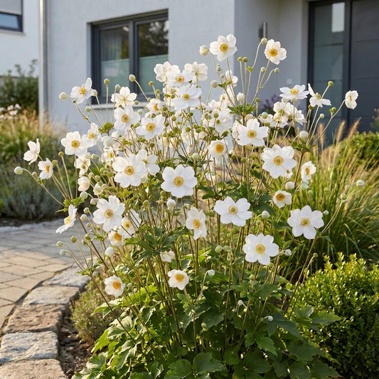 Anemone hybr. Hon. Jobert - Herbst-Anemone - Schatten - Weiß - 1 Pflanze