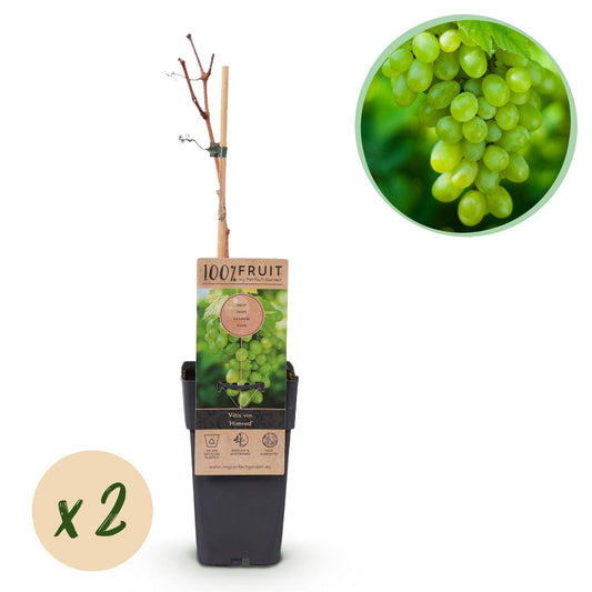 Obstpflanze - Vitis vinifera Himrod - Weintraubenpflanze - Kernenlos - Weiße Traube - 2 Pflanzen - Topf 15cm - Höhe 50cm