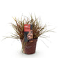 Ziergräser - Uncinia rubra Everflame - Rot - 1 Pflanze - Immergrün - Winterhart - Topf 17cm Höhe 50cm