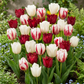30x Tulipa Dutch Design - Tulip Dutch Design - Pink and White - Spring bloomer