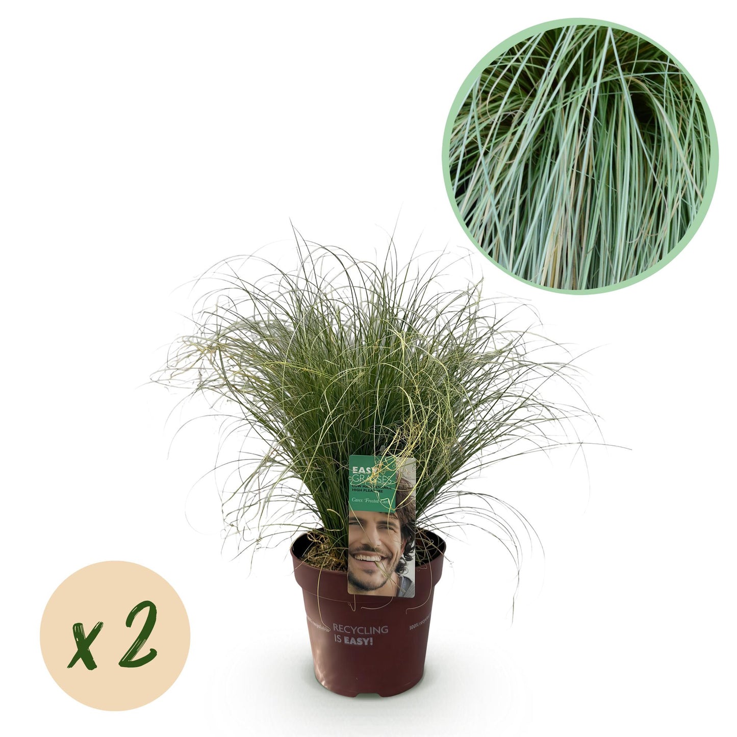 Ziergräser - Carex comans Frosted Curls - Grün - 2 Pflanzen - Immergrün - Wenig Pflege - Topf 17cm Höhe 50cm