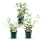 Schmetterlingsstrauch - Buddleja davidii Tricolour - Hardy - Blue - Pink - White - 3 Plants - Pot 17cm - Height 45cm