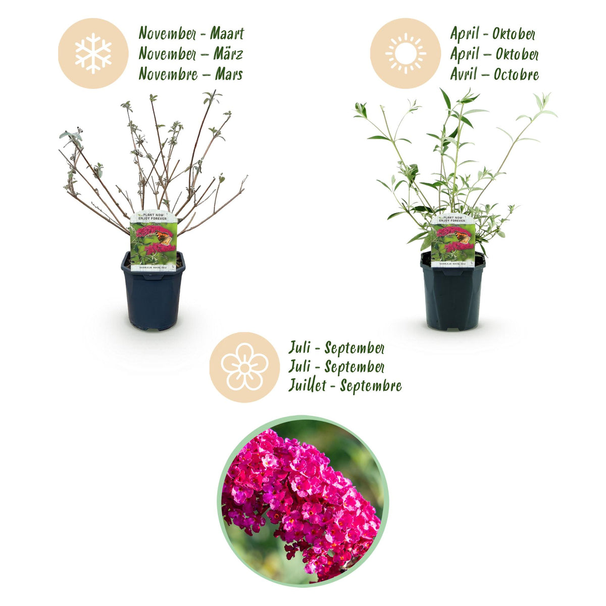 Schmetterlingsstrauch - Buddleja davidii Royal Red - Winterhart - Rot - 1 Pflanze - Topf 17cm - Höhe 45cm