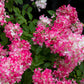 Rispenhortensie - Hydrangea panniculata Pink Diamond - Blüte Weiß Rosa - 3 Pflanzen - 1 m2 - Laubabwerfend - Große Blüten - Topf 17cm Höhe 50cm