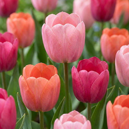 20x Tulipa Positive Vibe - Tulpe Positive Vibe - Diverses - Frühlingsblüher - Zwiebelgröße 11/12