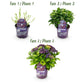 Hortensie - Hydrangea Forever & Ever - Lila - 7-12 Blumen - 2 Pflanzen - Topf 23cm Höhe 55cm