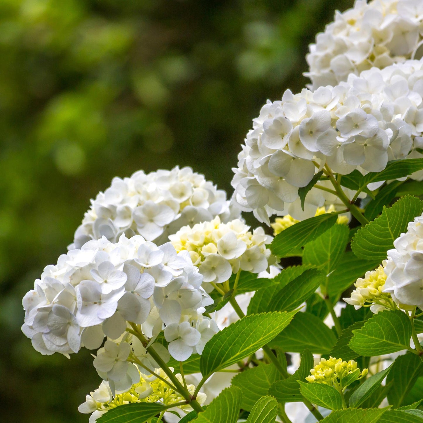 Hortensie - Hydrangea macrophylla Weiß - Blüte Weiß  - 3 Pflanzen - 1 m2 - Laubabwerfend - Wenig Pflege - Topf 17cm Höhe 30cm