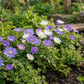 50x Anemone Blanda mix - Strahlenanemone mix - Diverses - Verwilderungszwiebel - Zwiebelgröße 4/5