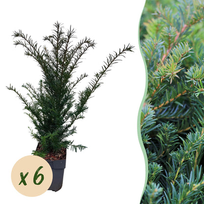 Heckenpflanzen - Taxus baccata - Blatt grün - 6 Pflanzen - 1 laufender Meter - immergrün - Topf 17cm Höhe 60cm