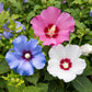 Hibiscus syriacus Tricolour - Blüte Rosa, Weiß und Blau - 3 Pflanzen - Laubabwerfend - Wenig Pflegeaufwand - Topf 17cm Höhe 45cm