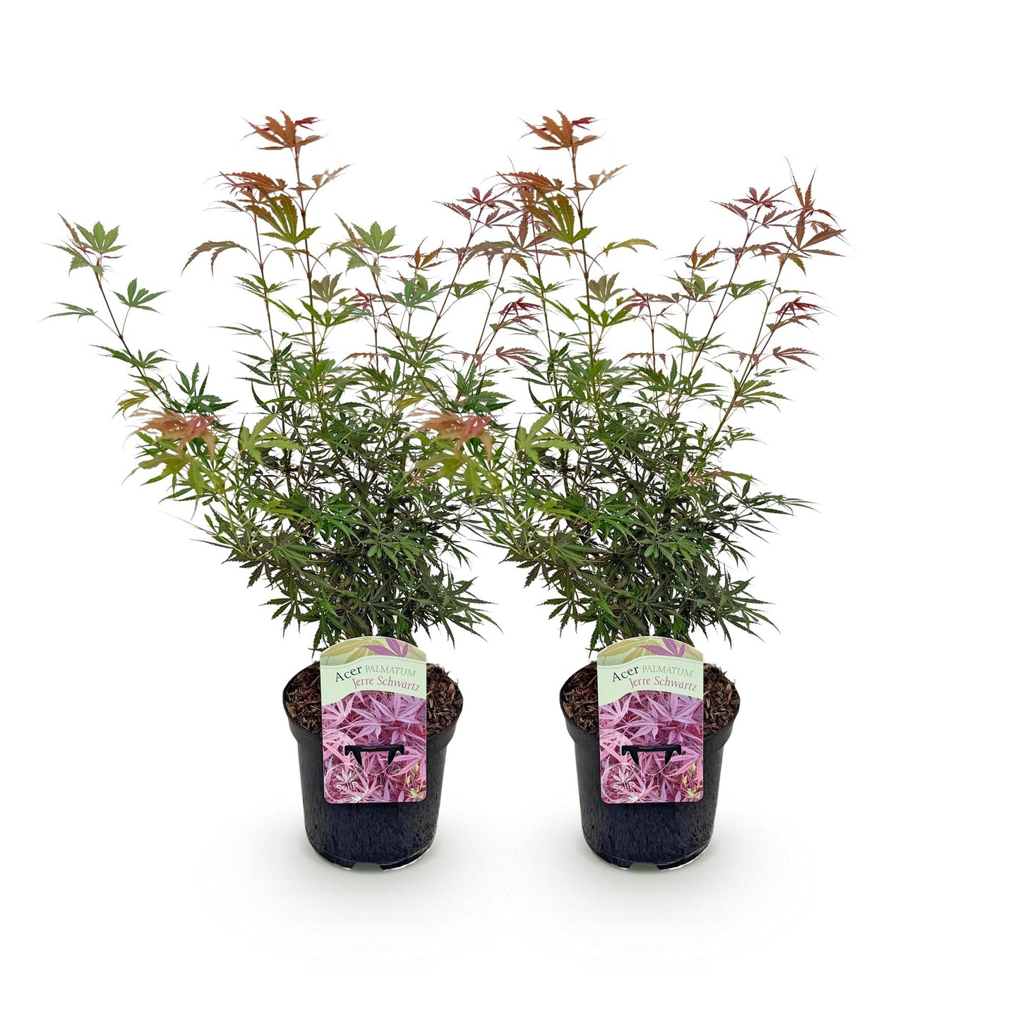 Japanischer Ahorn - Acer palmatum Jerre Swarts - Dunkelrot - 2 Pflanzen - Laubabwerfend - Topf 19cm Höhe 70cm