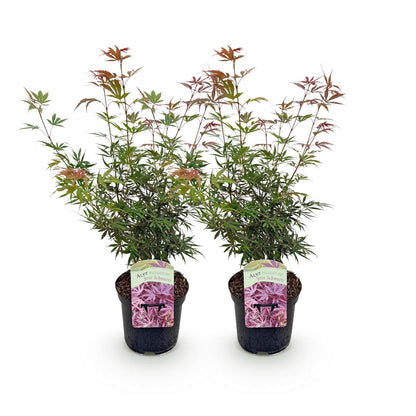 Japanischer Ahorn - Acer palmatum Jerre Swarts - Dunkelrot - 2 Pflanzen - Laubabwerfend - Topf 19cm Höhe 70cm