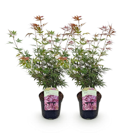 Japanischer Ahorn - Acer palmatum Jerre Swarts - Dunkelrot - 2 Pflanzen - Laubabwerfend - Topf 19cm Höhe 70cm