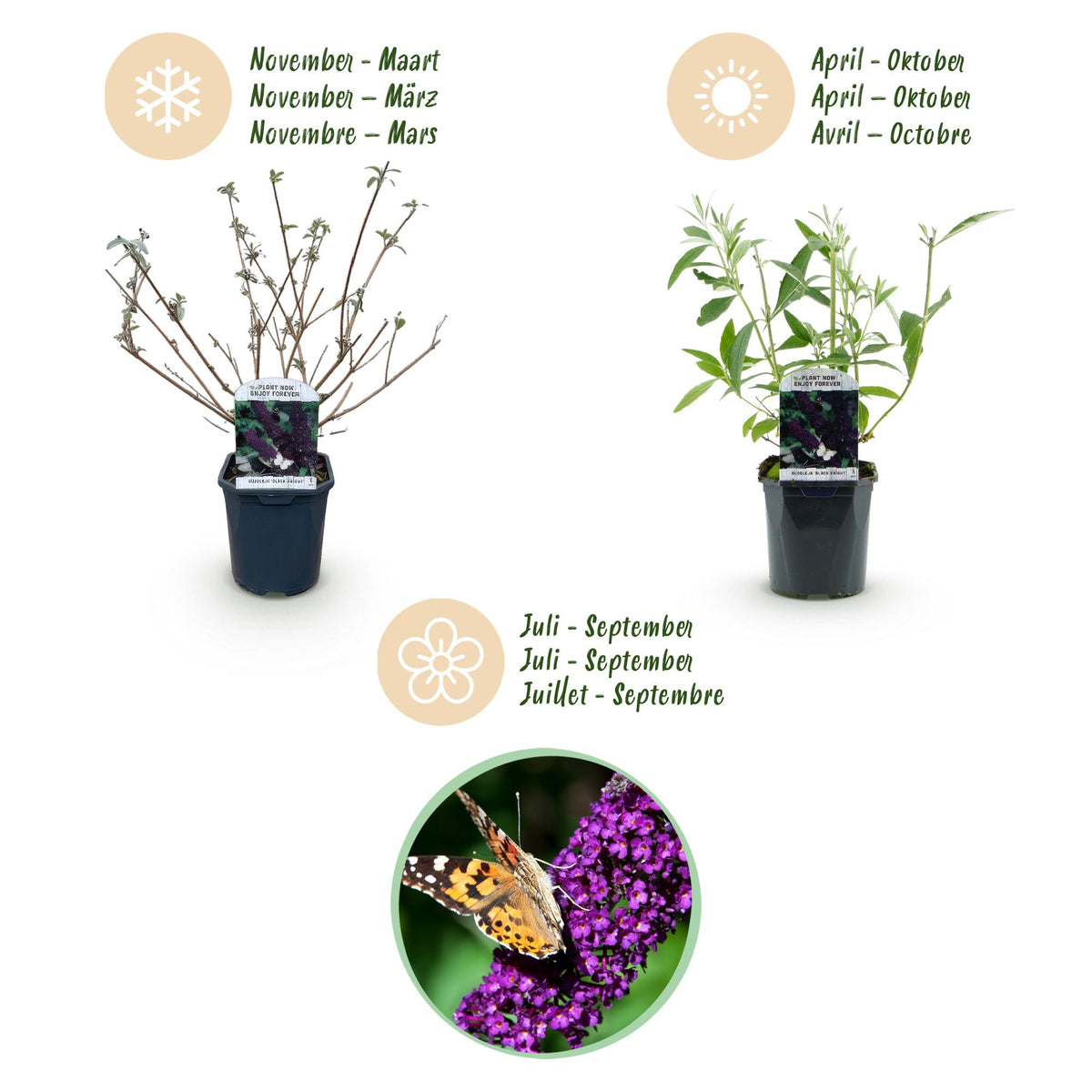 Schmetterlingsstrauch - Buddleja davidii Black Night - Hardy - Purple - 3 Plants - Pot 17cm - Height 45cm
