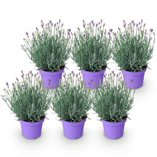 Lavandula angustifolia Munstead - Lavendel - Winterhart - Lila - 6 Pflanzen - Topf 12cm - Höhe 15-25cm