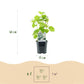 Rispenhortensie - Hydrangea arborescens Annabelle - Blüte Weiß - 1 Pflanze - Laubabwerfend - Große Blüten - Topf 17cm Höhe 50cm