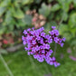 Verbena bon. 'Lollipop' - ↕10-25cm - Ø9cm - 24x