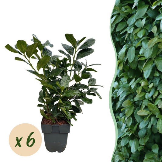Heckenpflanzen - Prunus laurocerasus Etna - Blatt grün - 6 Pflanzen - 1 laufender Meter - immergrün - Topf 17cm Höhe 50cm