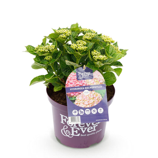 Balkonpflanze - Hortensie - Hydrangea Forever & Ever - Rosa - 7-12 Blüten - Topf 23cm Höhe 55cm