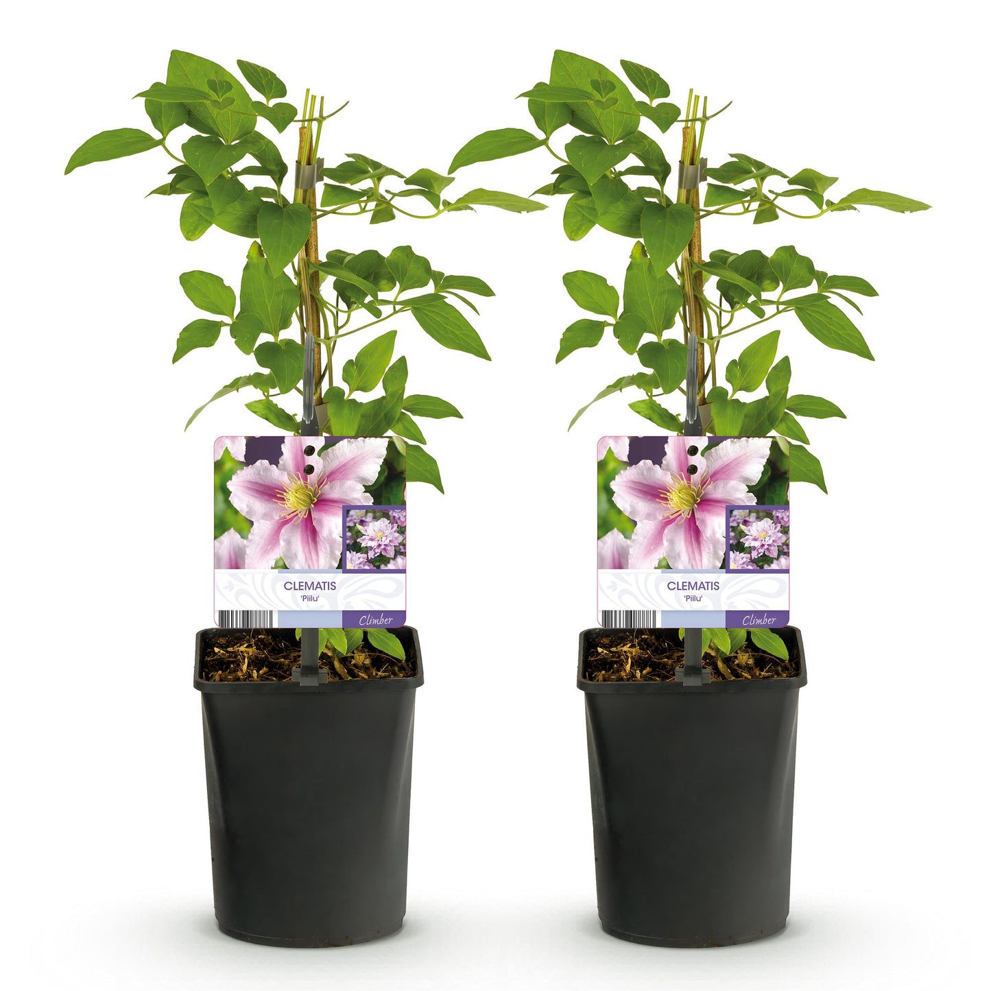 Kletterpflanze - Clematis Piilu - Blüte Rosa - Wenig Pflege - 2 Pflanzen - Topf 11cm Höhe 40cm