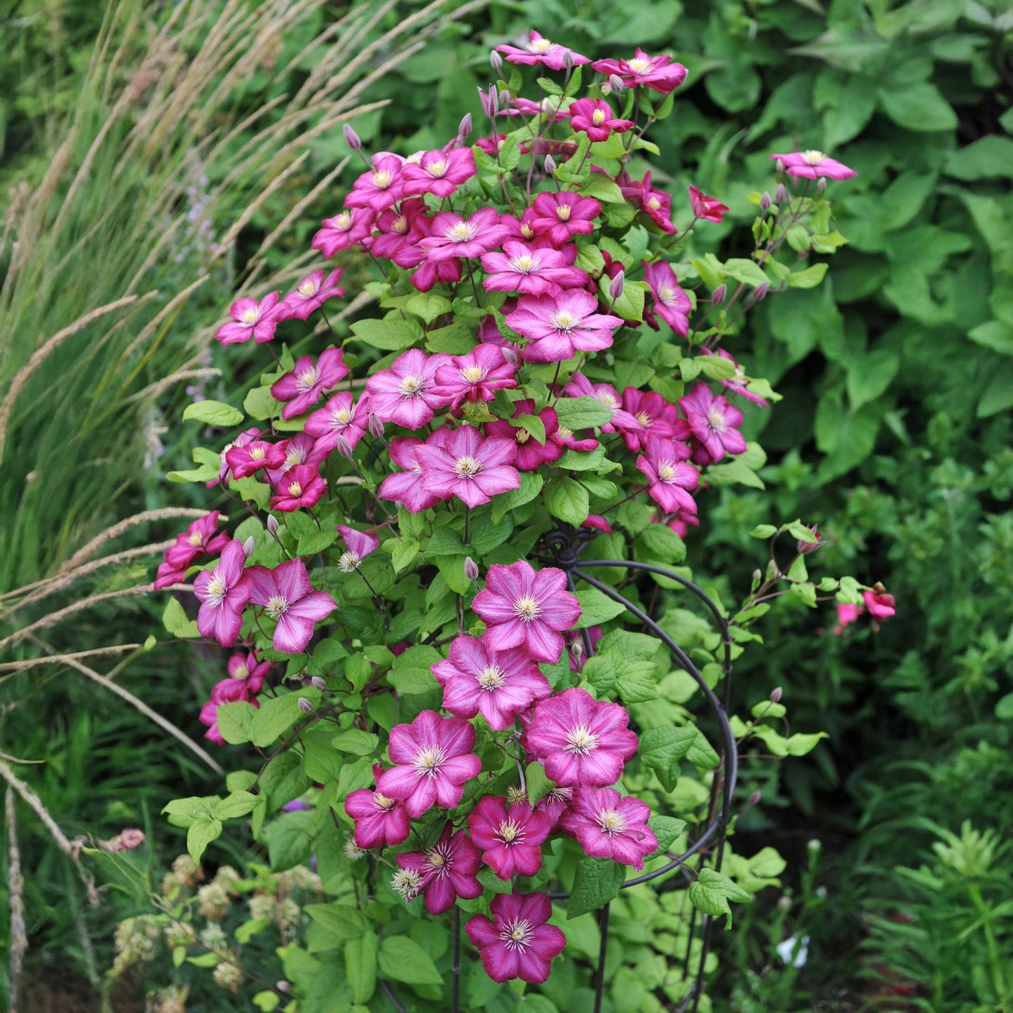 Kletterpflanze - Clematis Ville de Lyon - Blüte Rosa - Wenig Pflege - 2 Pflanzen - Topf 11cm Höhe 40cm