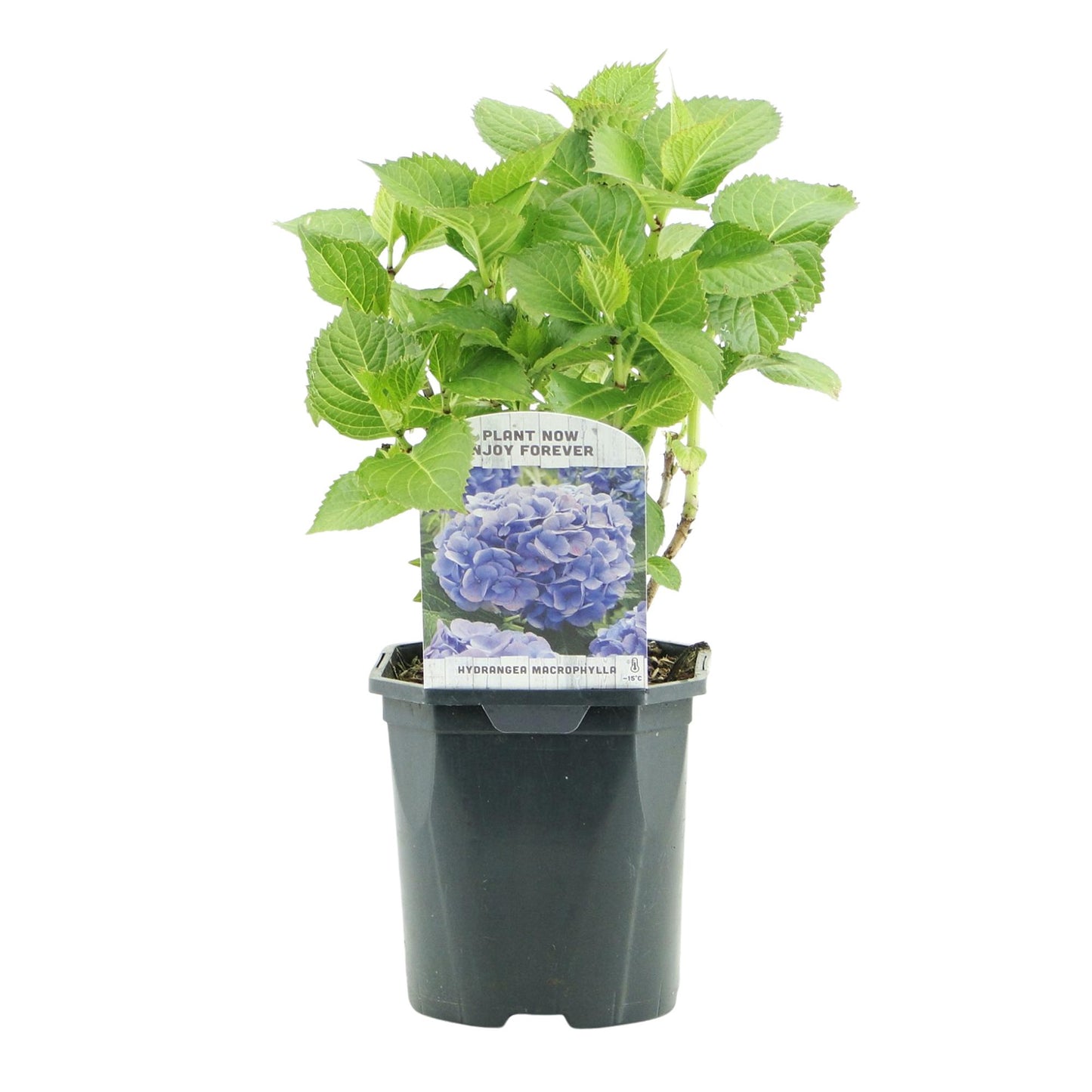 Hortensie - Hydrangea macrophylla Blau - Blüte Blau - 1 Pflanze - Laubabwerfend - Wenig Pflege - Topf 17cm Höhe 30cm