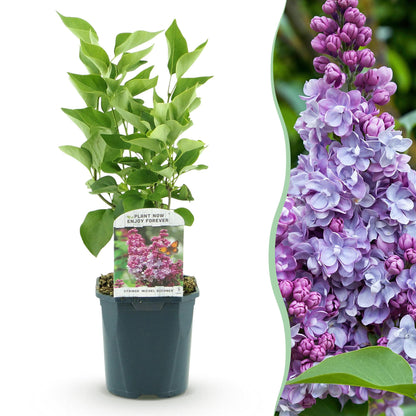 Syringa vulgaris Michel Buchner - Common Lilac -  Pink - 1 Pflanze - Topf 17cm - Höhe 45cm