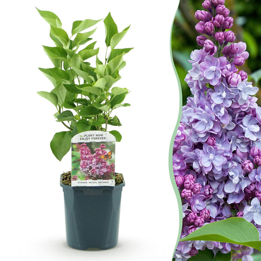 Syringa vulgaris Michel Buchner - Common Lilac -  Pink - 1 Pflanze - Topf 17cm - Höhe 45cm