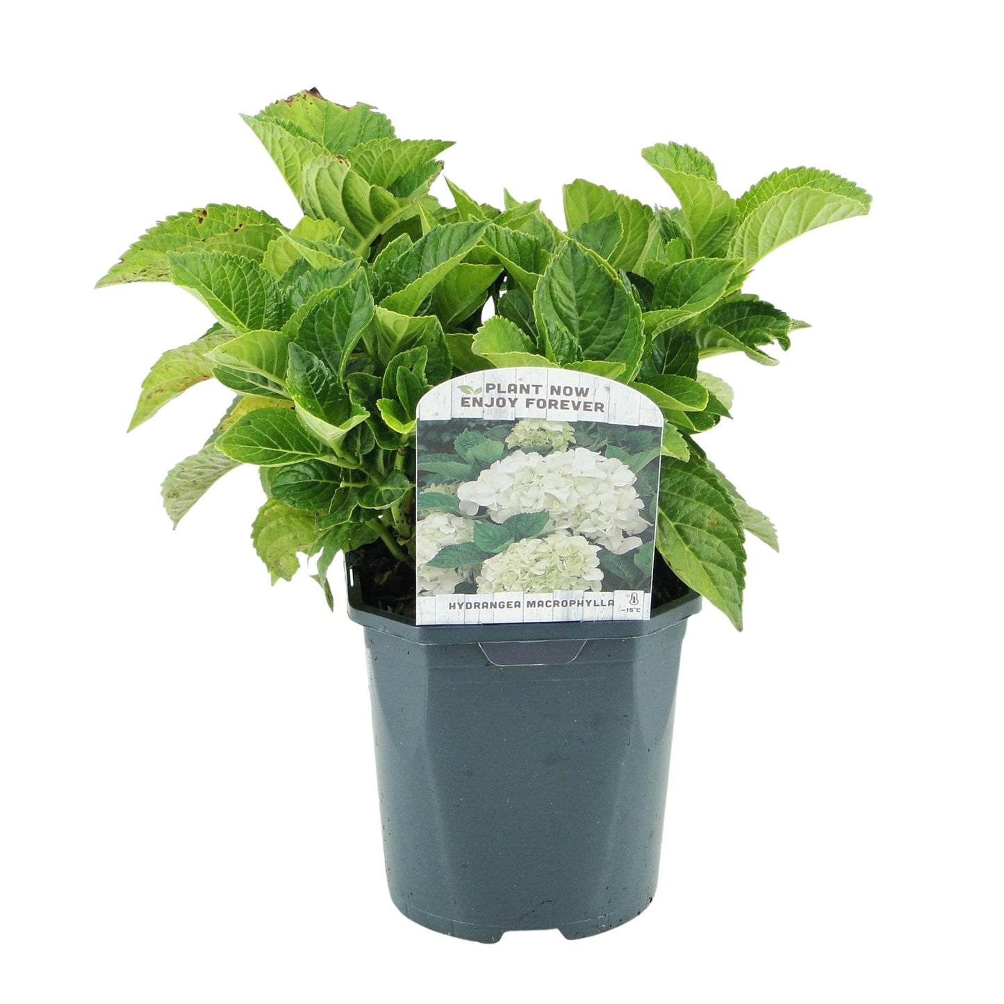 Hortensie - Hydrangea macrophylla Blau - Blüte Weiß - 1 Pflanze - Laubabwerfend - Wenig Pflege - Topf 17cm Höhe 30cm