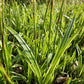 48x Carex morrowii 'Aureovariegata'  - ↕10-25cm - Ø9cm