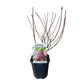 Rispenhortensie - Hydrangea panniculata Vanille Fraise - Blüte Weiß Rosa - 1 Pflanze - Laubabwerfend - Große Blumen - Topf 17cm Höhe 50cm