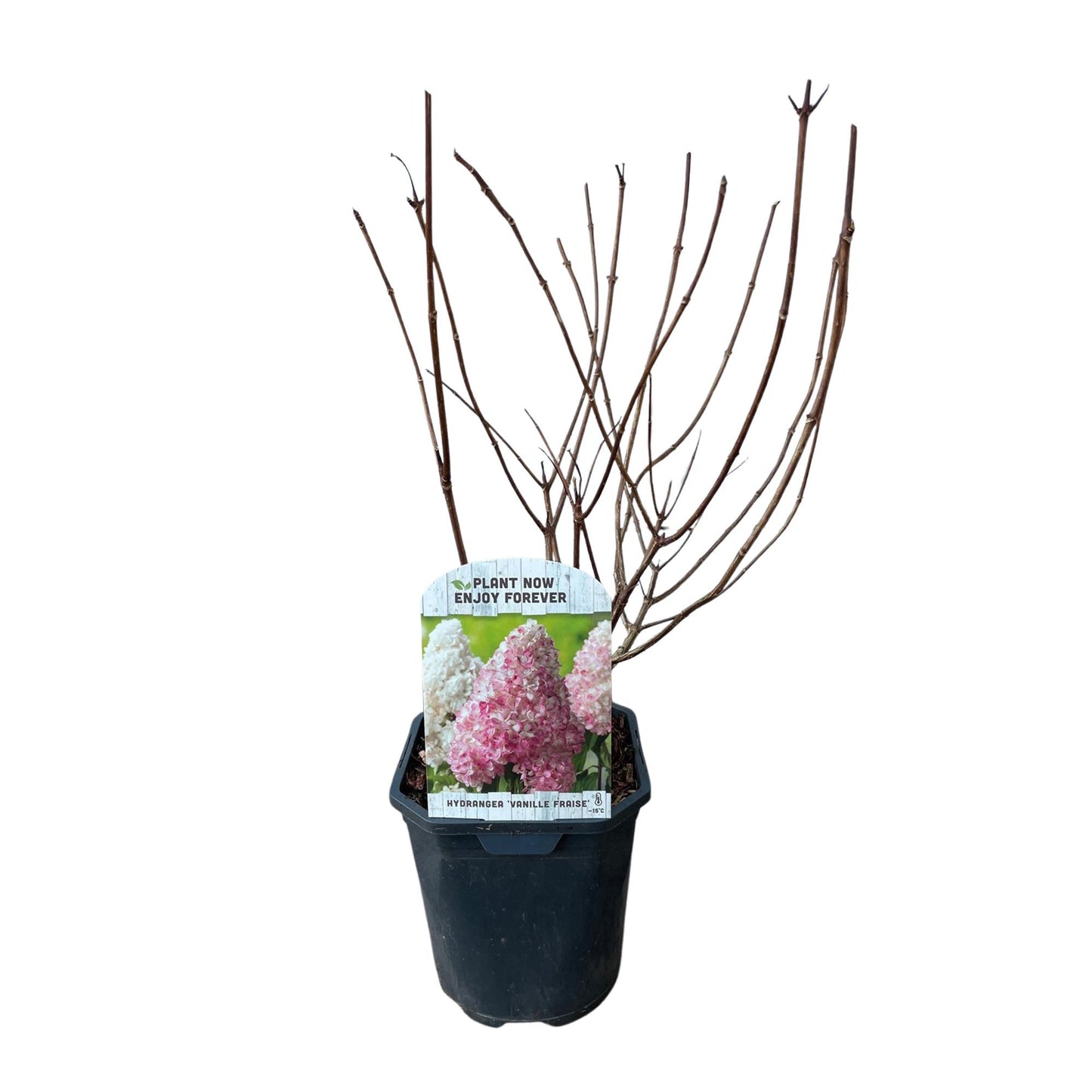 Rispenhortensie - Hydrangea panniculata Vanille Fraise - Blüte Weiß Rosa - 1 Pflanze - Laubabwerfend - Große Blumen - Topf 17cm Höhe 50cm