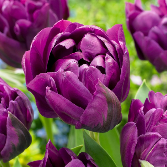 12x Tulipa Double Lilac - Gefüllte Flieder-Tulpe - Lila - Frühlingsblüher