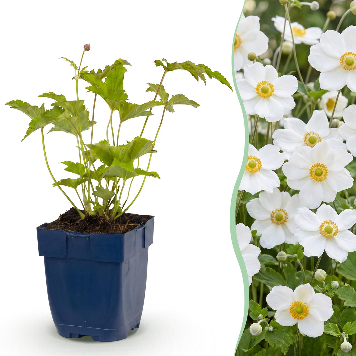 Anemone hybr. Hon. Jobert - Herbst-Anemone - Schatten - Weiß - 1 Pflanze - Topf 11cm - Höhe 15-25cm