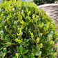 Ilex crenata 'Jenny' Kugel XL | Set mit 2 Stück | 25 cm Ø