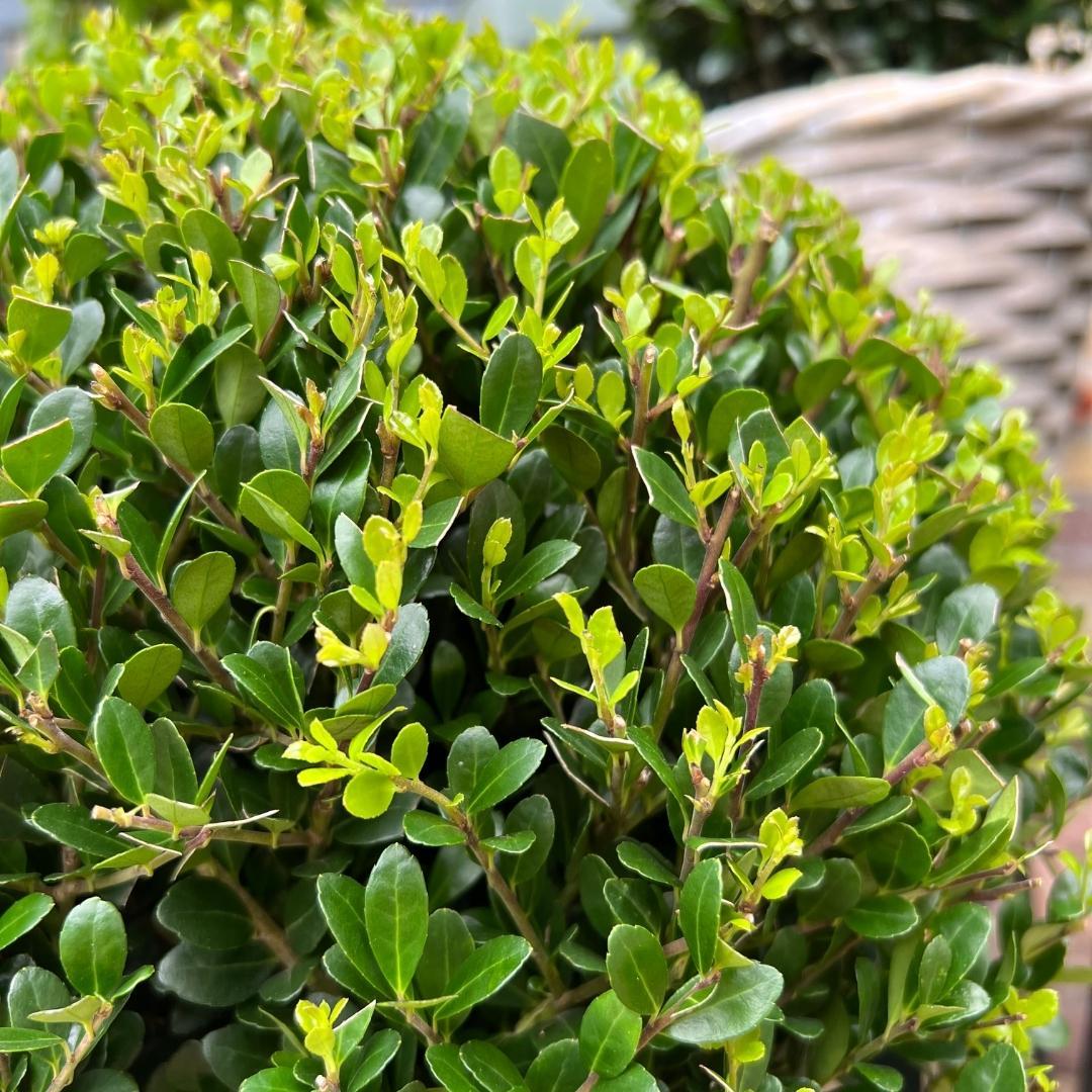 Ilex crenata 'Jenny' Kugel XL | Set mit 2 Stück | 25 cm Ø