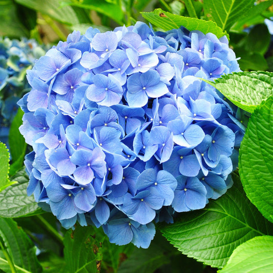 Hortensie - Hydrangea macrophylla Blau - Blüte Blau - 1 Pflanze - Laubabwerfend - Wenig Pflege - Topf 17cm Höhe 30cm