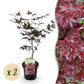 Japanischer Ahorn - Acer palmatum Bloodgood - Rot - 2 Pflanzen - Laubabwerfend - Topf 19cm Höhe 70cm