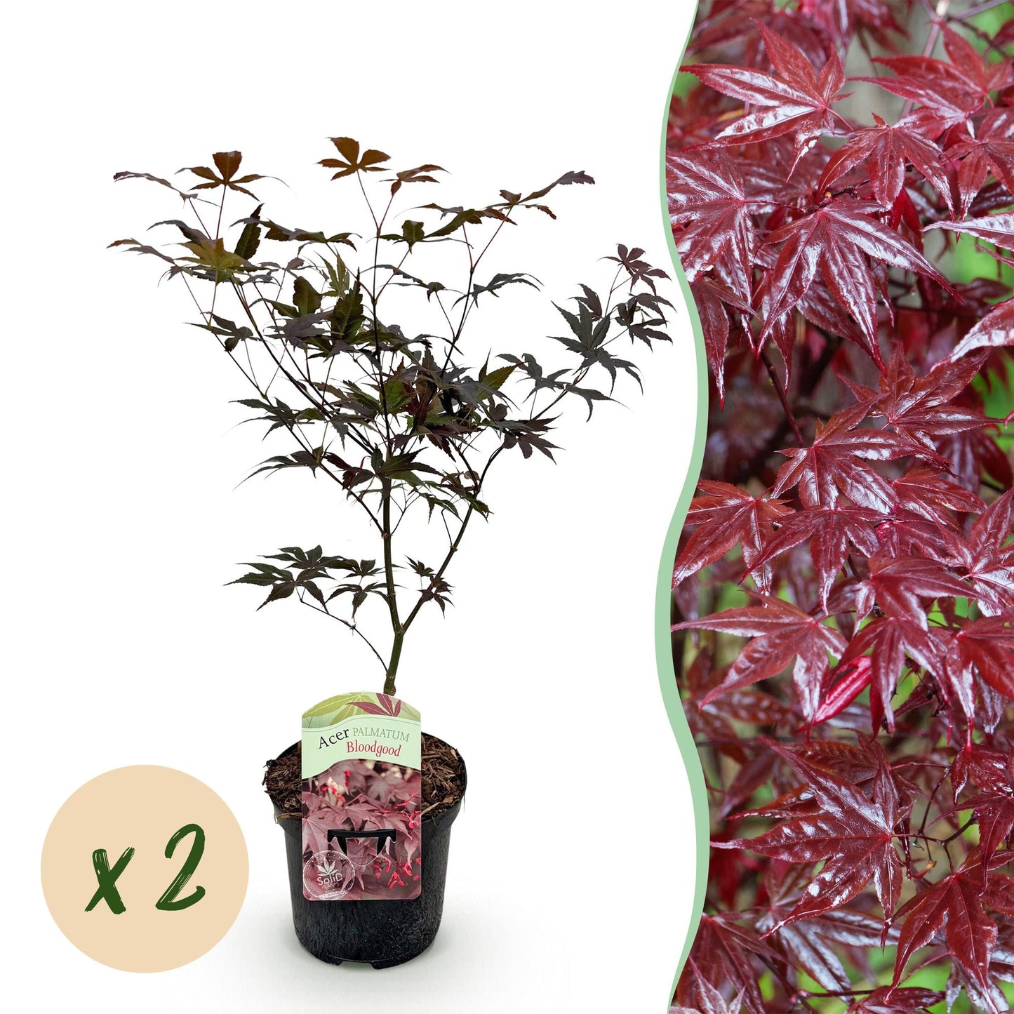 Japanischer Ahorn - Acer palmatum Bloodgood - Rot - 2 Pflanzen - Laubabwerfend - Topf 19cm Höhe 70cm