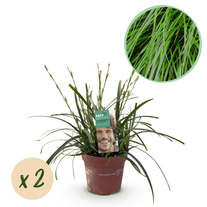 Ziergräser - Carex oshimensis Intense Green - Grün - 2 Pflanzen - Immergrün - Wenig Pflege - Topf 17cm Höhe 50cm