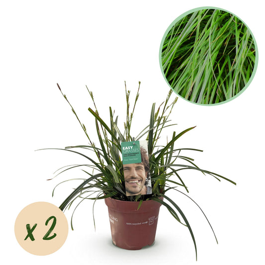 Ziergräser - Carex oshimensis Intense Green - Grün - 2 Pflanzen - Immergrün - Wenig Pflege - Topf 17cm Höhe 50cm