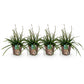 GreenboutiQ - Ziergräser - Carex morrowii Irish Green - Grün & Gelb - 4 Pflanzen - Immergrün - Pflegeleicht - Topf 17cm Höhe 50cm