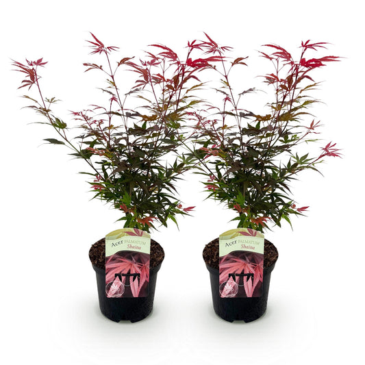 Japanischer Ahorn - Acer palmatum Shaina - Rot - 2 Pflanzen - Laubabwerfend - Topf 19cm Höhe 70cm